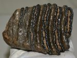 Mammuthus meridionalis részleges fog (703 gramm)