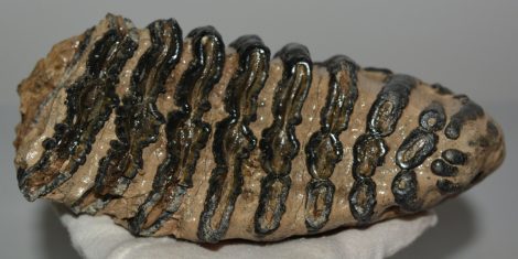 Mammuthus meridionalis részleges fog (2795 gramm)