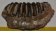 Mammuthus meridionalis részleges fog (2795 gramm)