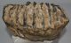 Mammuthus meridionalis részleges fog (2795 gramm)