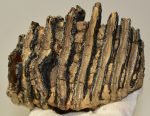 Mammuthus primigenius tooth (943 grams)