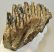 Mammuthus primigenius tooth (943 grams)