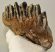 Mammuthus primigenius tooth (943 grams)