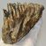 Mammuthus primigenius tooth (943 grams)