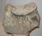 mamut ulna csont alsó vége (3050 gramm)
