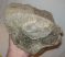 Mammoth ulna bone (3050 gram)