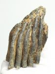 Mammuthus primigenius részleges fog (802 gramm)