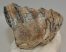 Mammuthus meridionalis részleges fog (717 gramm)