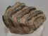 Mammuthus meridionalis részleges fog (717 gramm)