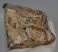 Mammuthus meridionalis részleges fog (717 gramm)