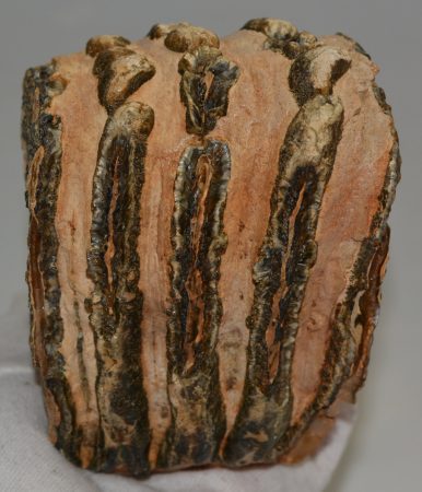 Mammuthus meridionalis részleges fog (1624 gramm)