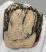 Mammuthus primigenius partial tooth (38 grams)