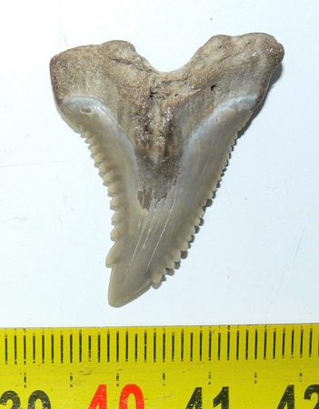 Hemipristis serra shark tooth from Florida