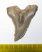 Hemipristis serra shark tooth from Florida
