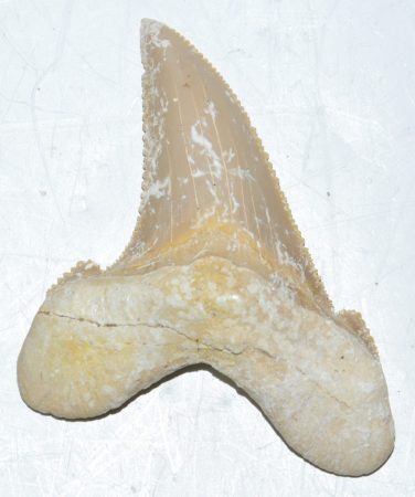Otodus sokolovi shark upper tooth