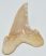 Otodus sokolovi shark upper tooth