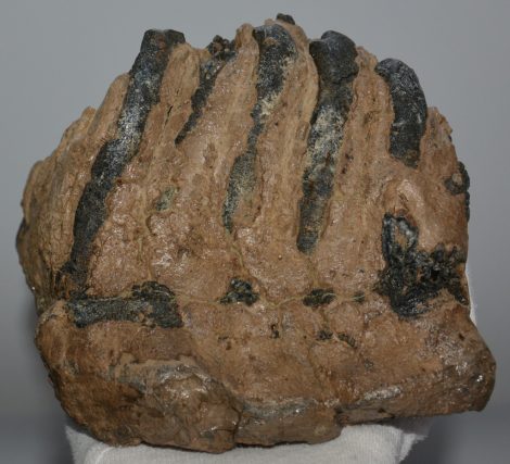 Mammuthus meridionalis részleges fog (2289 gramm)