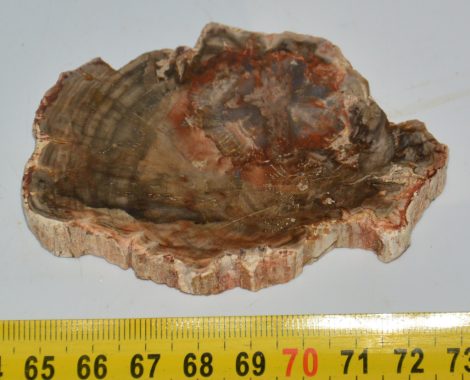 Triassic Araucaria petrified wood (84 mm)