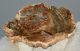 Triassic Araucaria petrified wood (84 mm)