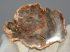 Triassic Araucaria petrified wood (84 mm)