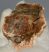 Triassic Araucaria petrified wood (84 mm)