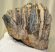 Mammuthus meridionalis részleges fog (956 gramm)