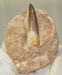    Pleisosaurus mauritanicus ( Zarafasaura oceanis ) tooth in rock