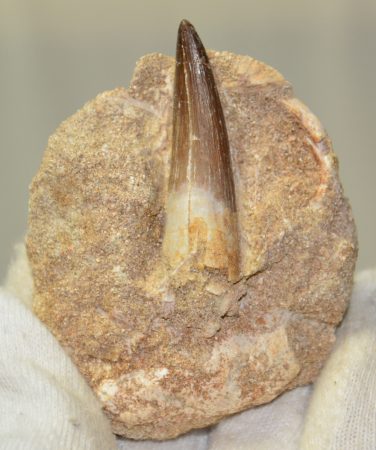  Pleisosaurus mauritanicus ( Zarafasaura oceanis ) tooth in rock 