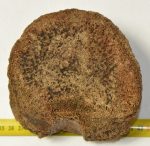 Mammuthus primigenius részleges csigolya csont (575 gramm)
