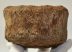 Mammuthus primigenius részleges csigolya csont (575 gramm)