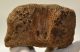 Mammuthus primigenius részleges csigolya csont (575 gramm)