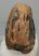 Mammuthus meridionalis tooth (2501 grams) Southern Mammoth