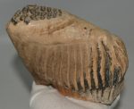 Mammuthus primigenius bal alsó fog (1150 gramm)