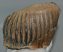 Mammuthus primigenius bal alsó fog (1150 gramm)