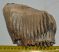 Mammuthus primigenius bal alsó fog (1150 gramm)