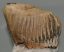 Mammuthus primigenius bal alsó fog (1150 gramm)