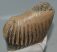 Mammuthus primigenius bal alsó fog (1150 gramm)