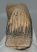 Mammuthus primigenius bal alsó fog (1150 gramm)