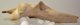 Bison priscus partial pelvic bone (314 mm)