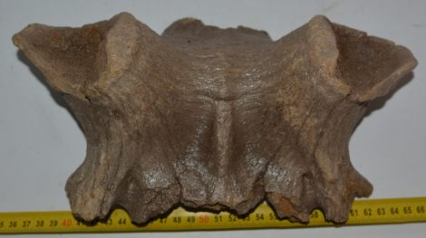 Megaloceros giganteus partial skull ( Irish Elk )