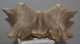 Megaloceros giganteus partial skull ( Irish Elk )