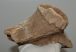 Megaloceros giganteus partial skull ( Irish Elk )