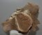 Megaloceros giganteus partial skull ( Irish Elk )
