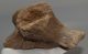 Megaloceros giganteus partial skull ( Irish Elk )