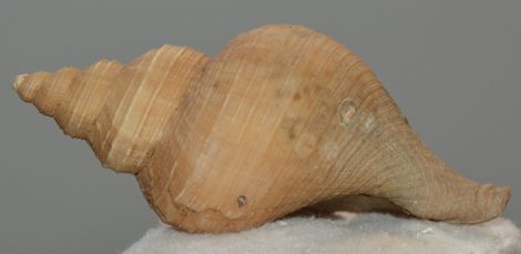 Neptunea angulata from Antwerp (105 mm)