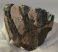 Mammuthus meridionalis partial tooth (445 grams) Mammuthus meridionalis partial tooth (445 grams)
