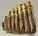 Mammuthus sp. részleges fog (2052 gramm)