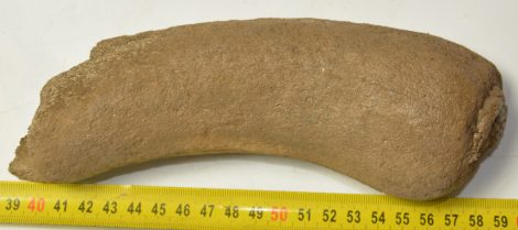 Alces latifrons partial antler (206 mm)
