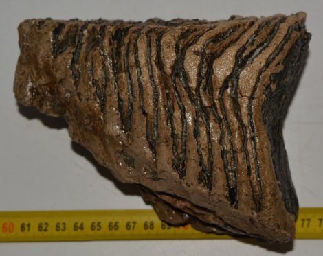 Mammuthus primigenius részleges fog (1666 gramm) Mammuthus primigenius részleges fog (1666 gramm)