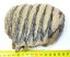 Mammuthus meridionalis részleges fog (970 framm)